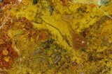 Vibrantly Colored, Polished Petrified Wood Section - Arizona #113364-1